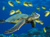Green Sea Turtle Image